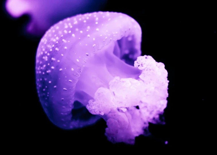 a white flower in water droplets with dark background