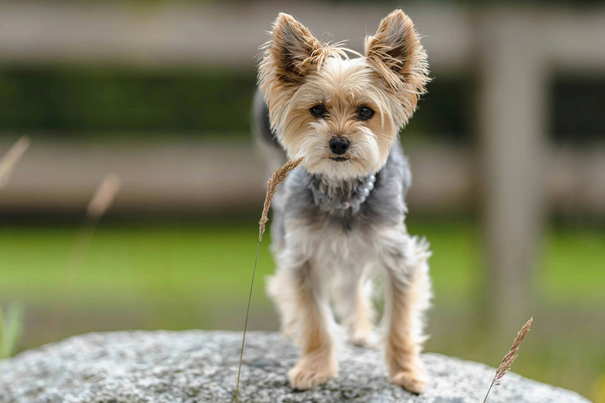 a small brown and black dog standing on a rock