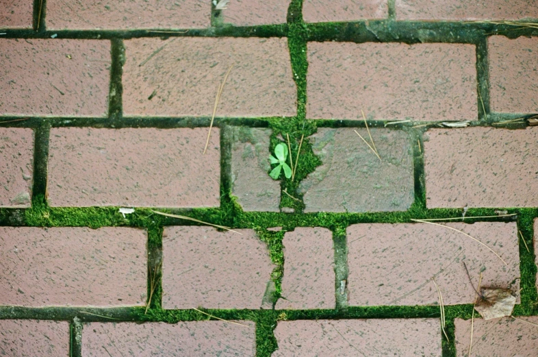 green plant in between red brick pavement in urban setting