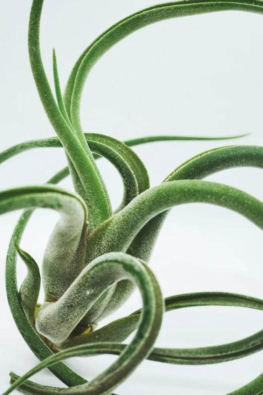 a close up of an air plant with its long green leaves