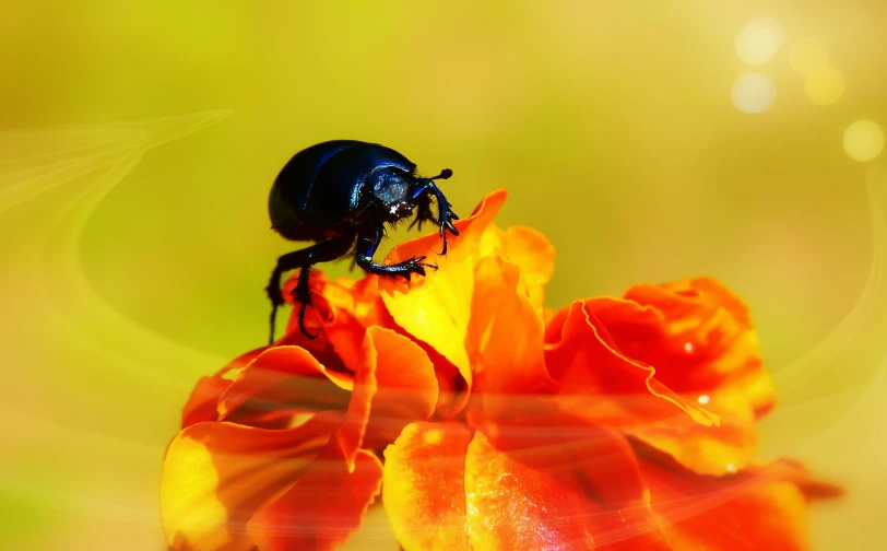 a black beetle is sitting on a red flower