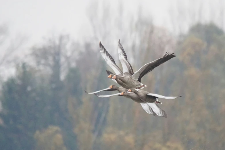 two ducks are flying low in the sky