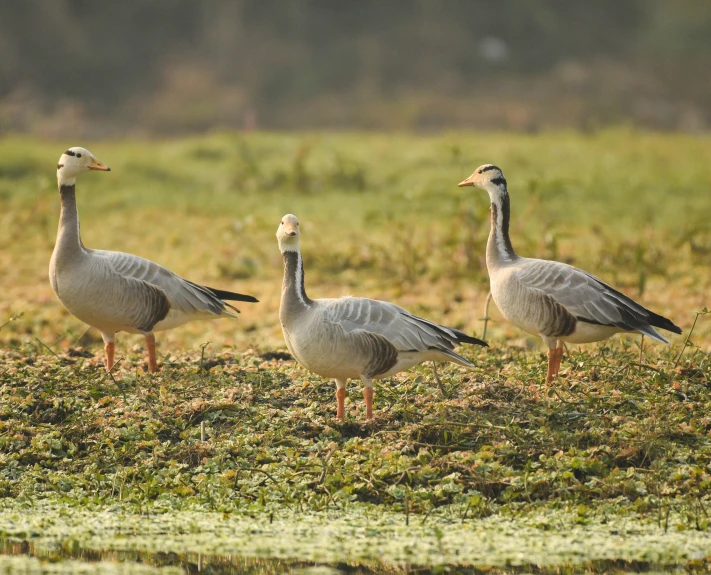 three geese are in the grass by some water