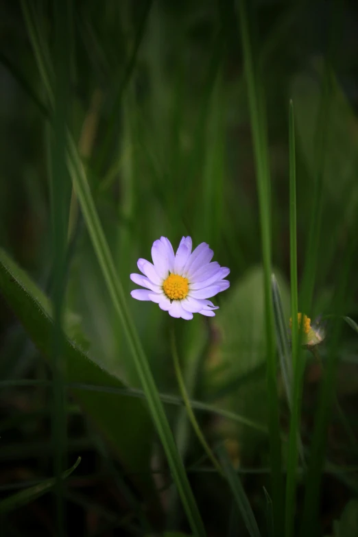 a single purple flower with the center yellow in focus