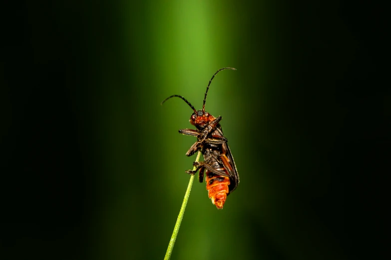 an insect on a leaf in the dark