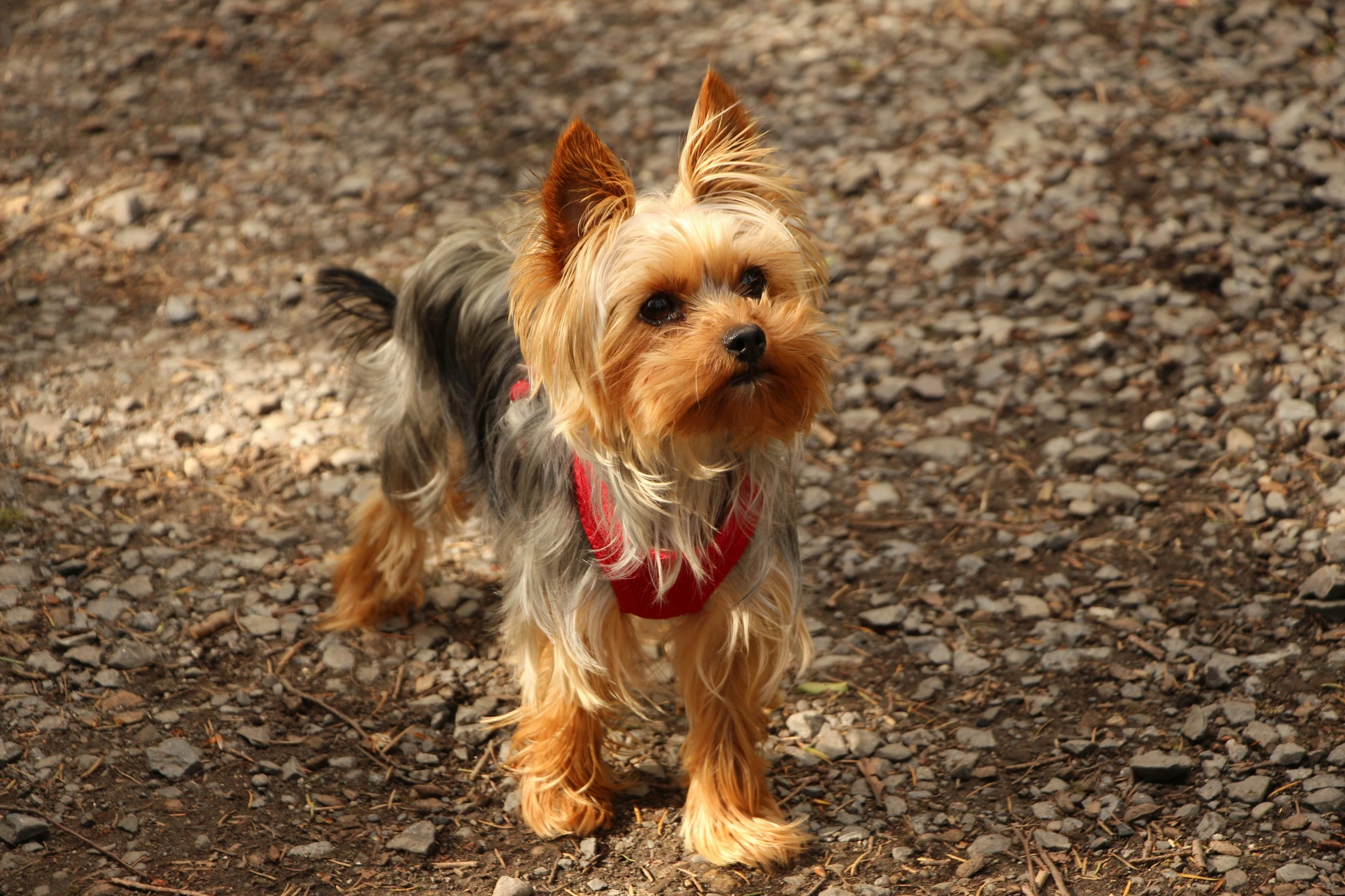 a small dog with long ears walking through some dirt