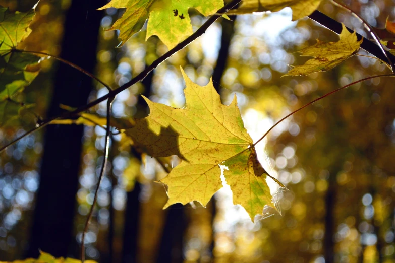 leaves are falling from the trees in the forest