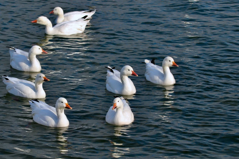 a group of ducks swimming on top of a body of water