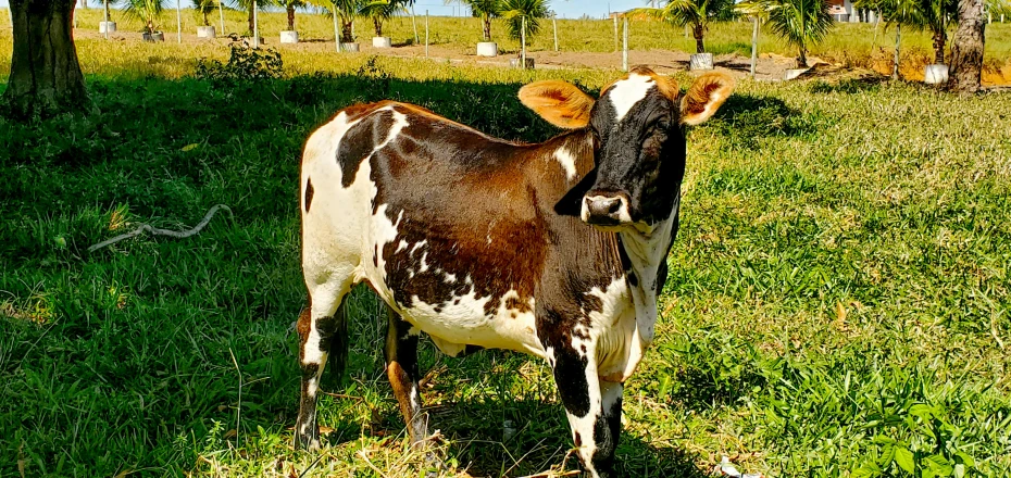 a cow standing in the grass with its head turned and ears raised