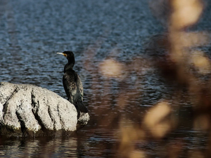 a bird sitting on top of a rock in the water