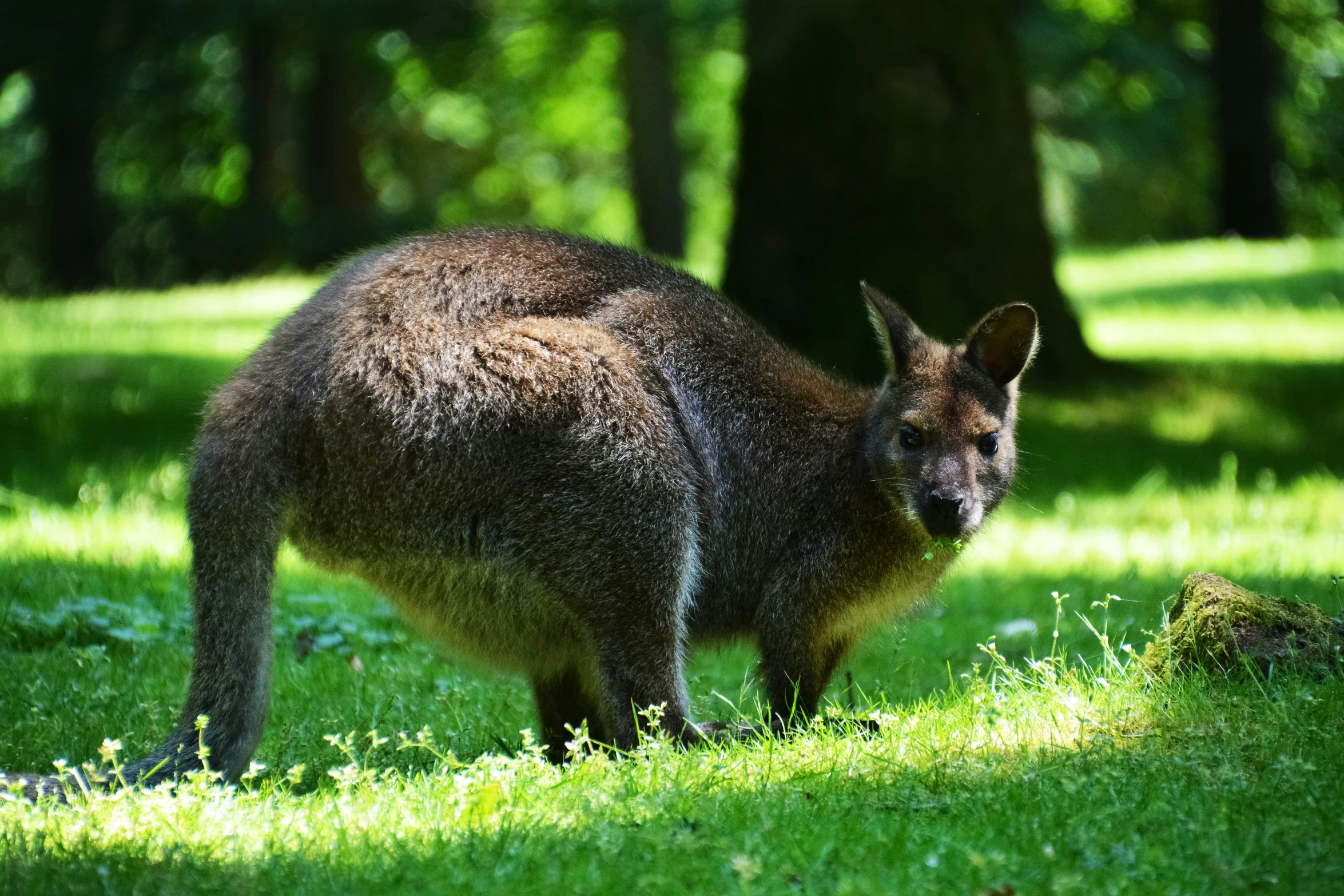 the small kangaroo is eating in the field