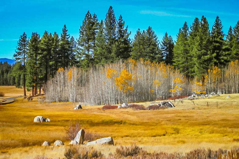 an open field with trees and yellow grass