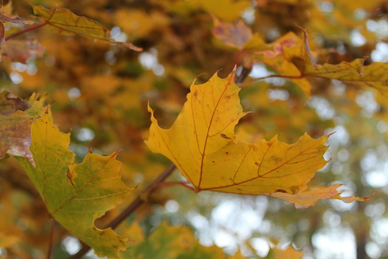 yellow leaves hang from a nch in the wind