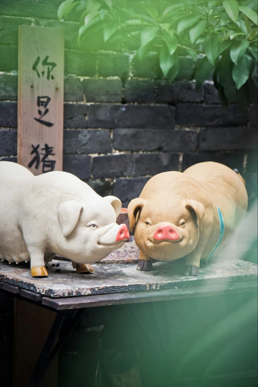 two white pigs that are being held by a dog