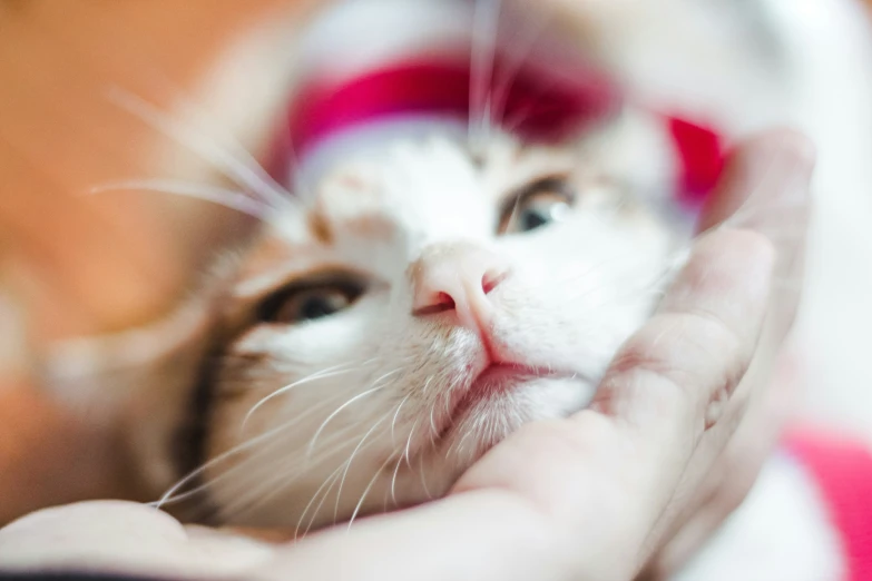 a kitten is holding his paws against the human's hand