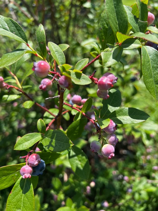 a cluster of small pink flowers are hanging on the nch