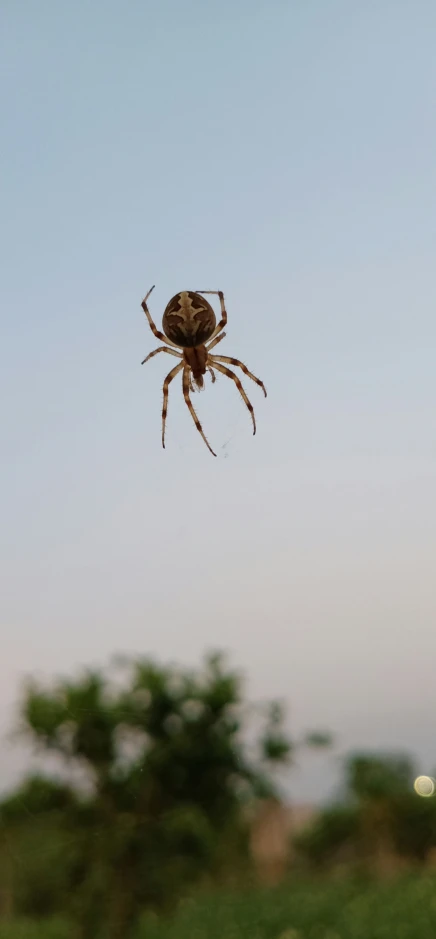 a large spider hanging in the middle of a web