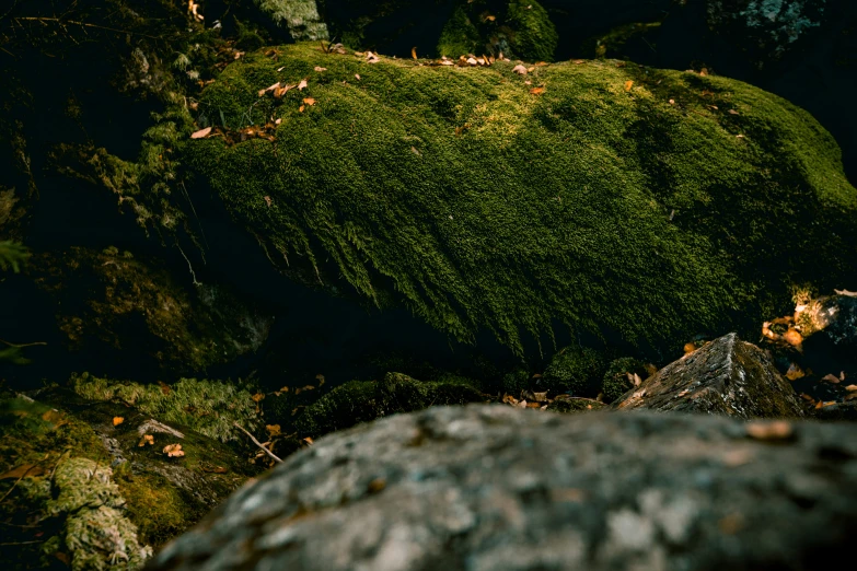 a green mossy rock sitting on a forest floor