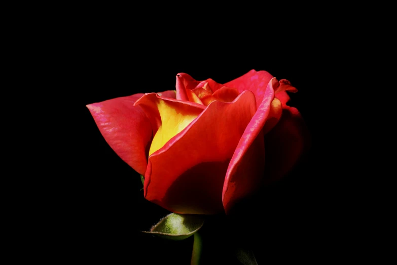 a close - up view of a red rose in the dark