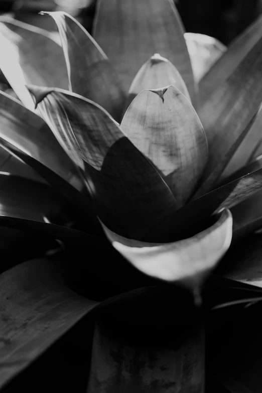 a flower is growing from a wooden container