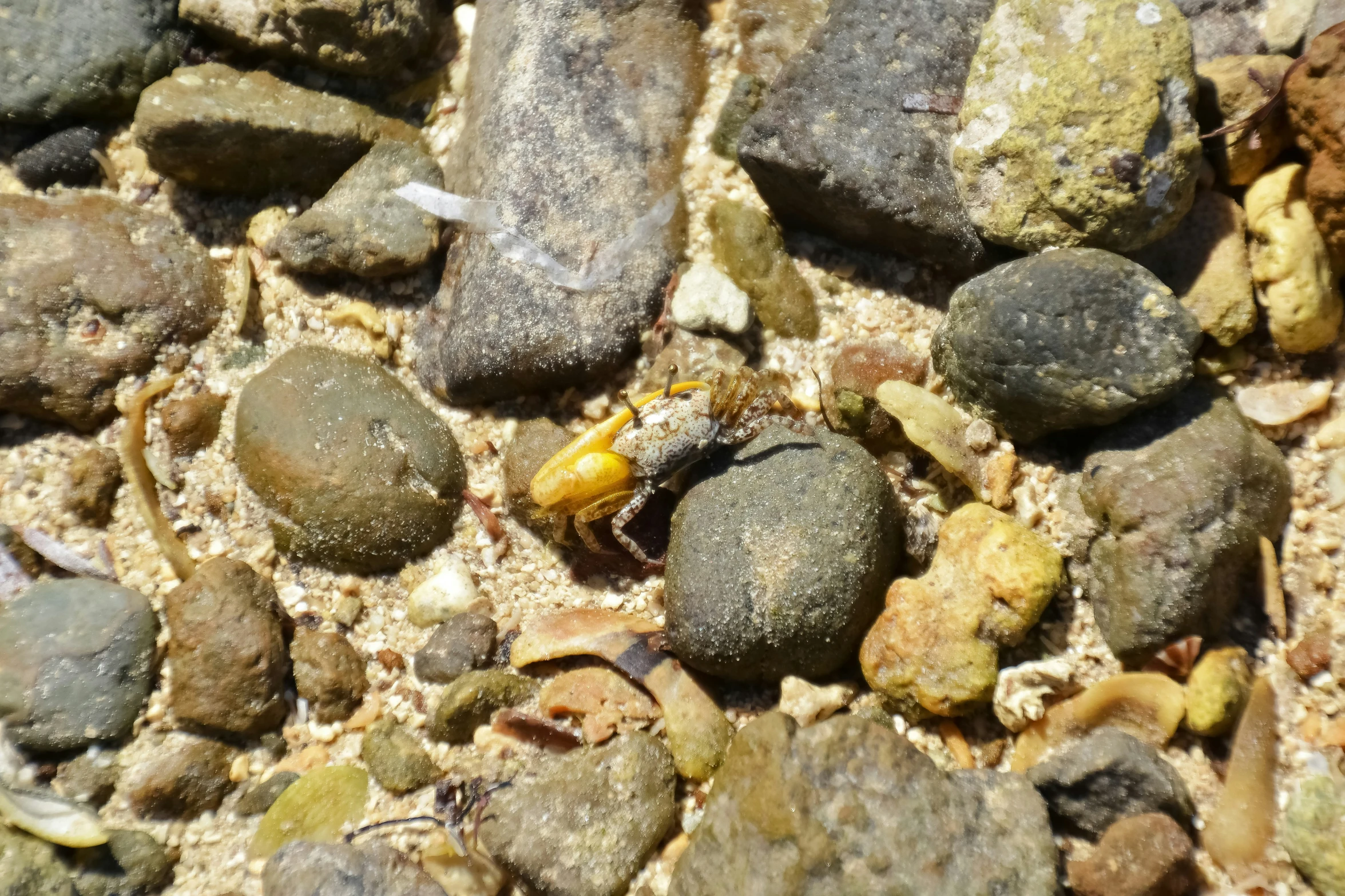 this is a bug crawling among the rocks
