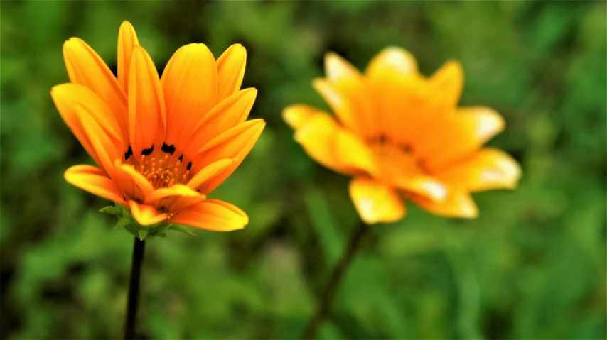 two yellow flowers with a blurry background