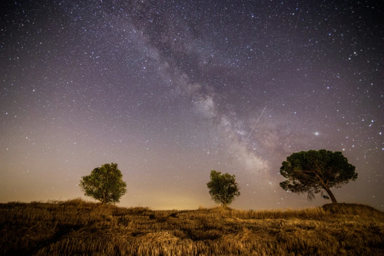 a starr filled night with three trees