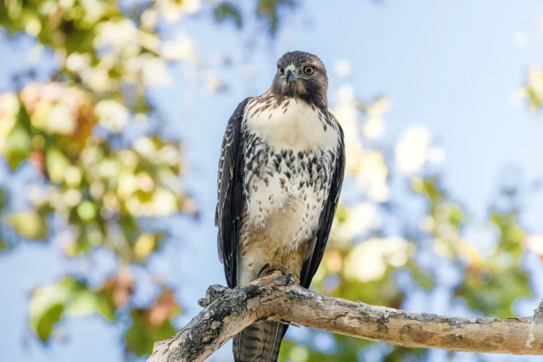 a large bird is perched on a tree limb