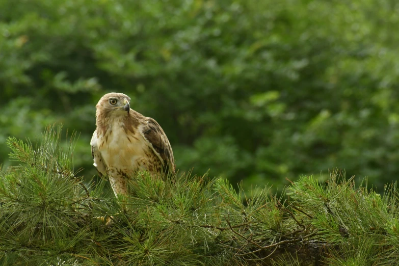 the bird is perched on top of the green tree