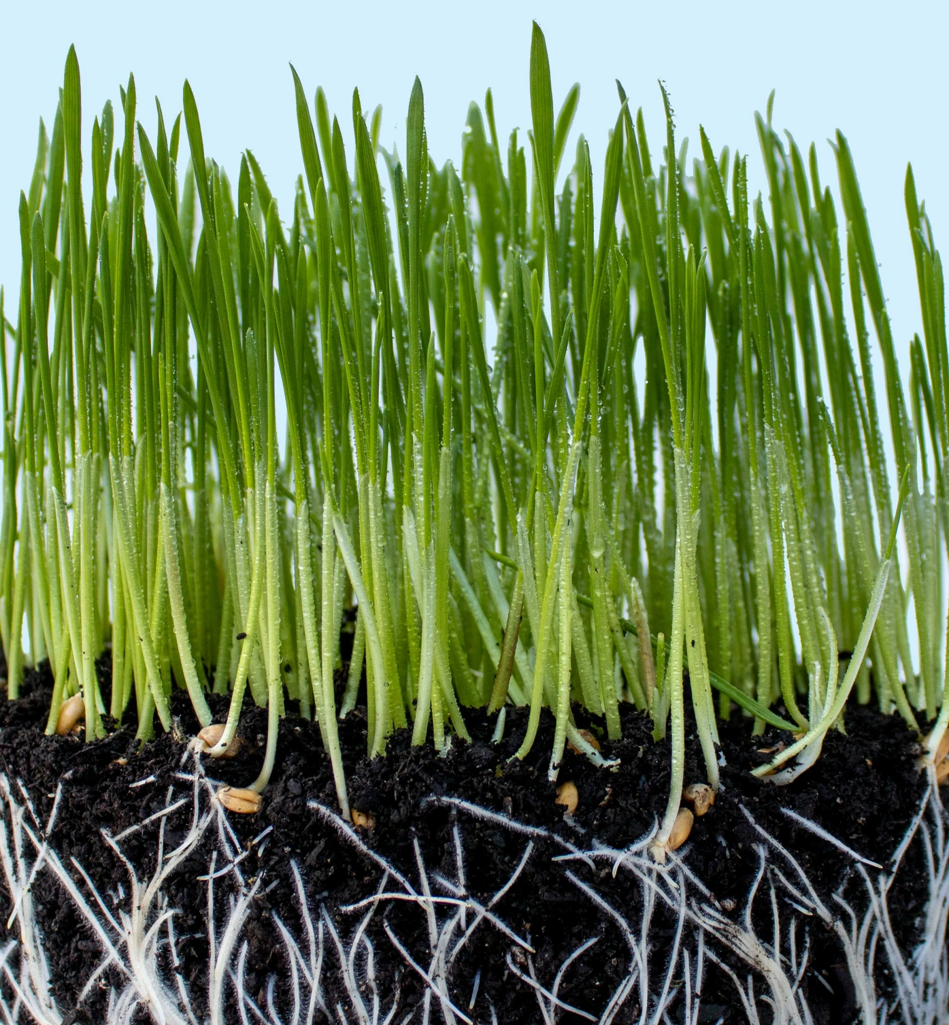 a number of plants growing in the ground