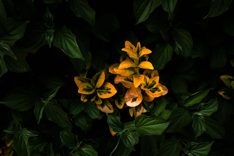 a bunch of flowers that are standing in the dirt