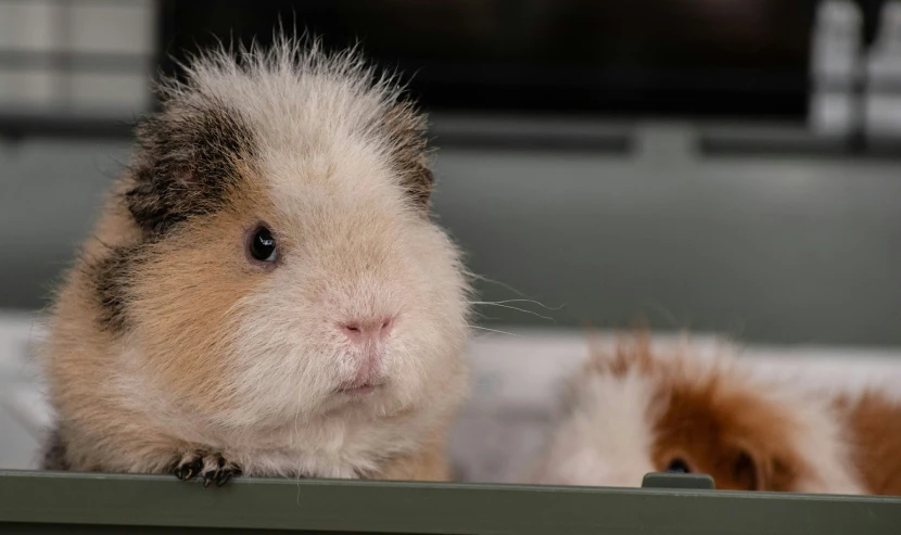 a hamster laying down inside a pen