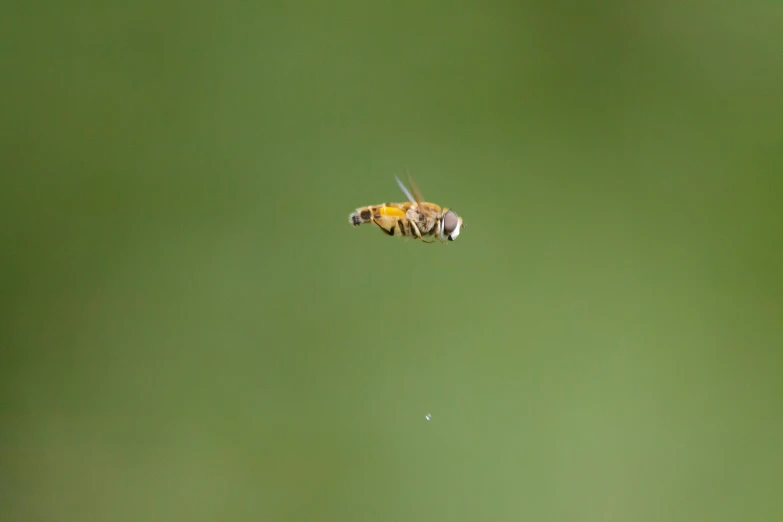 a honeybee flying across a green field