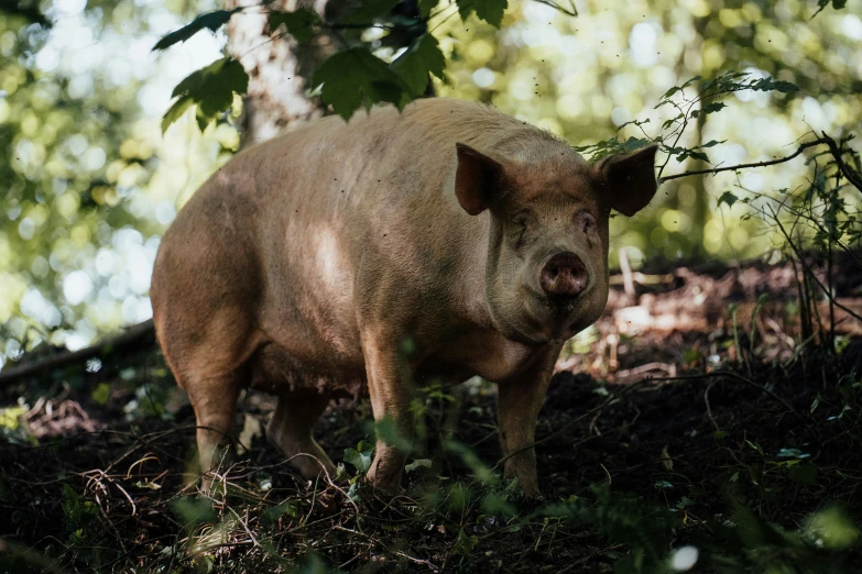 small pig stands on a grassy hill next to a tree