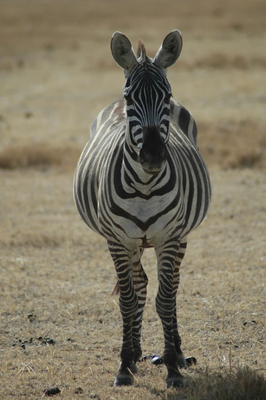 a ze with its mouth open in an open field