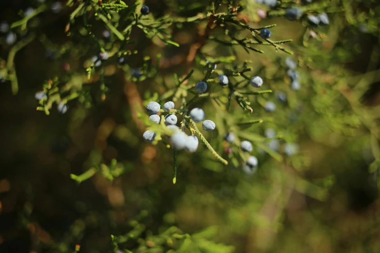 berries hanging on a tree nch with green leaves