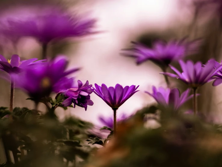 purple flowers in a field of grass