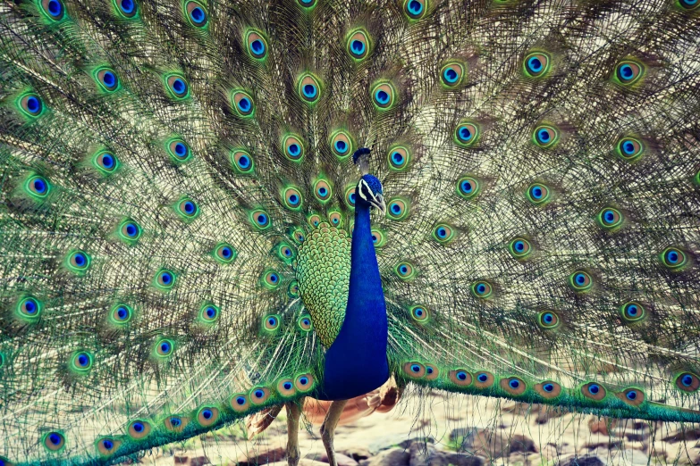 a peacock is on its hind legs while displaying off his feathers