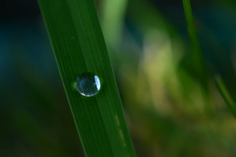 a dewlet is on top of a blade of green grass