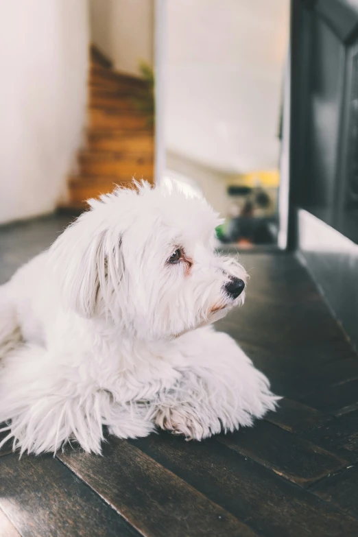 an adorable white dog sitting on a hardwood floor