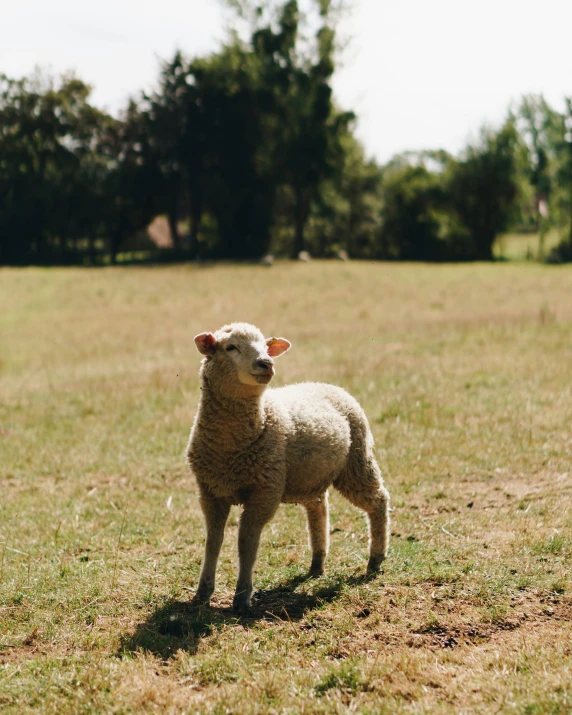 a lamb looking at the camera in a pasture