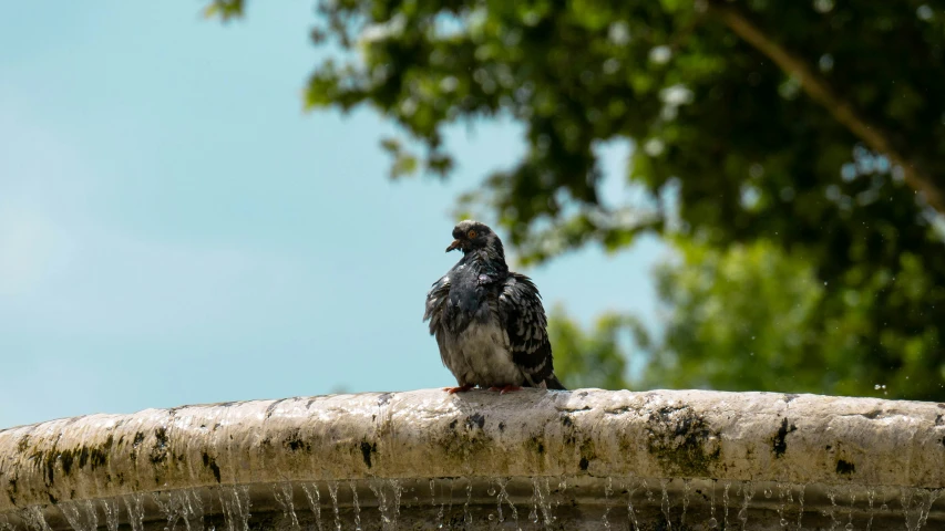 there is a bird that is sitting on top of a nch