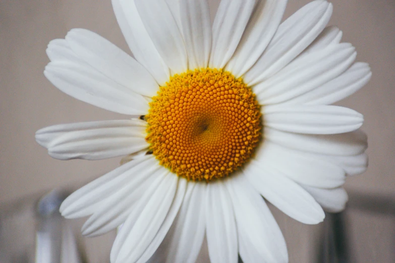 a large white flower with a yellow center