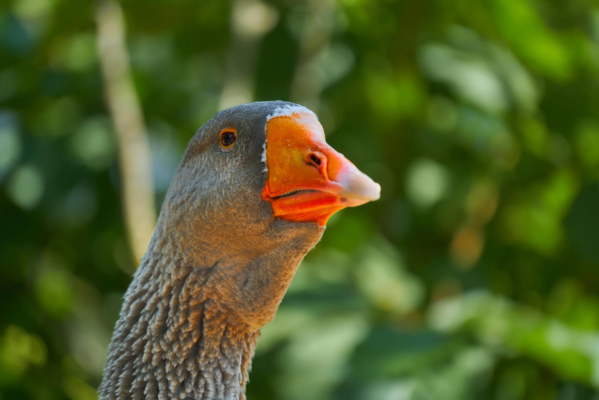 a close up of a duck with an orange beak