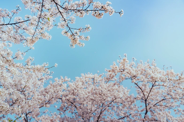 a blue sky that has some pink flowers on it