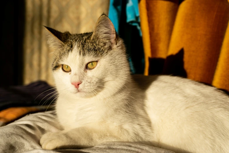 a cat laying down in the sun next to a curtain