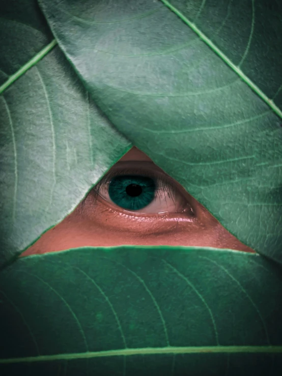 a green leaf with an eye in it