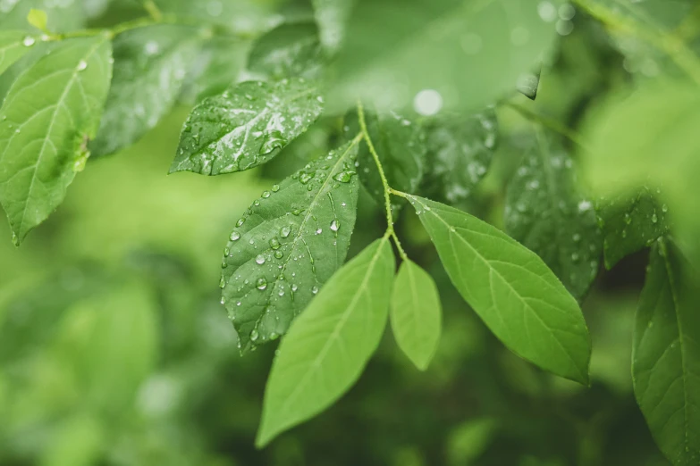 the green leaves are covered in water droplets