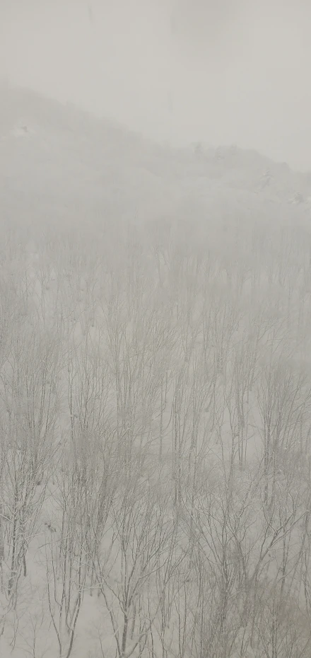 there is only one tree in the snow and a bench