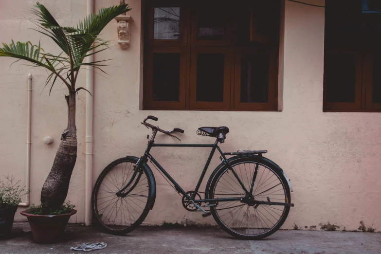 a bike leans against the wall beside a potted plant